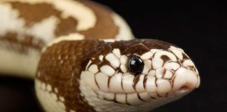 Fundación promueve protección contra serpientes en EEUU