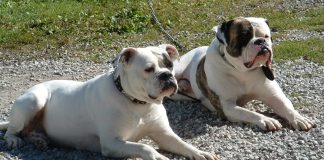 Dos perros Bulldog atacan a una mujer y a su mascota en Miami-Dade