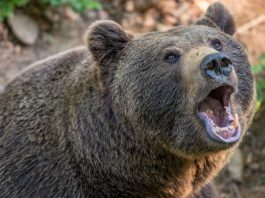 Oso mata de un mordisco a su entrenador en Los Ángeles