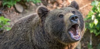 Oso mata de un mordisco a su entrenador en Los Ángeles