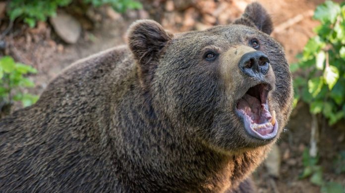 Oso mata de un mordisco a su entrenador en Los Ángeles