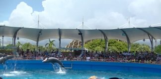 ataque delfín Miami Seaquarium-miaminews24