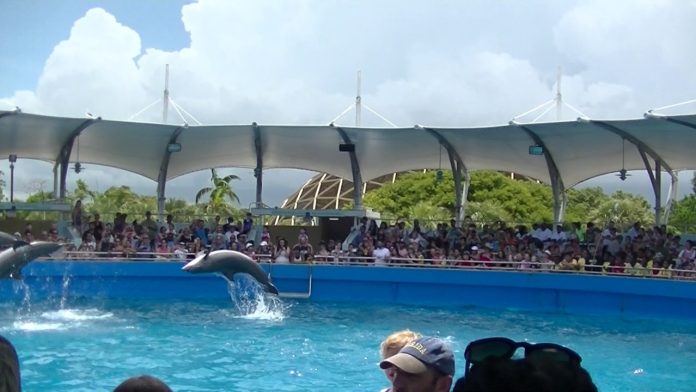 ataque delfín Miami Seaquarium-miaminews24