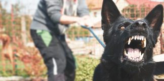 Ladrón y perro ataca hombre