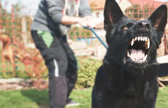 Ladrón y perro ataca hombre
