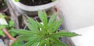 La marihuana regenerar el suelo-Miami news 24