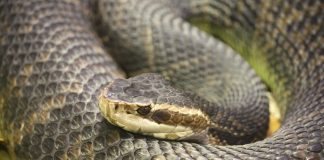 Atrapan serpiente venenosa en el closet de una casa en Texas