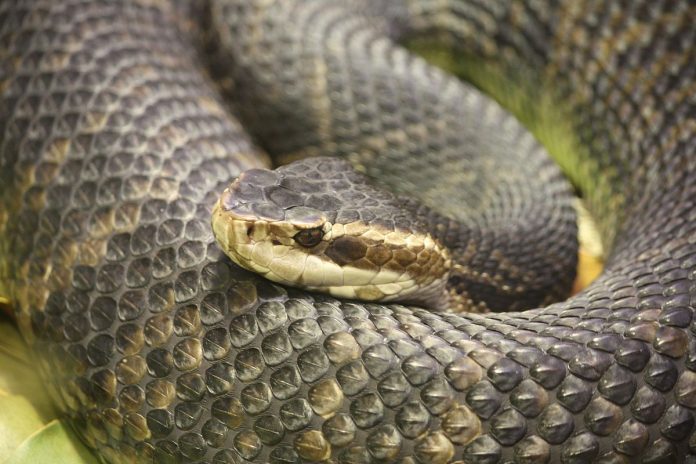 Atrapan serpiente venenosa en el closet de una casa en Texas