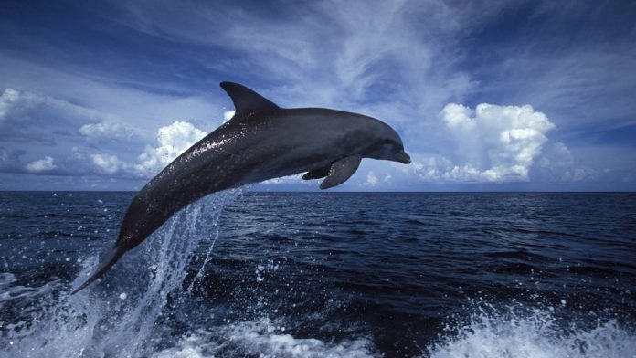 30 delfines muertos en una playa de Baja California Sur - Miaminews24