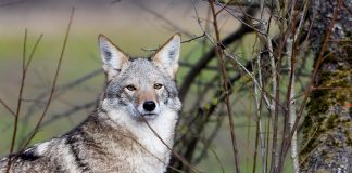 Coyote deja herido a un niño en Texas