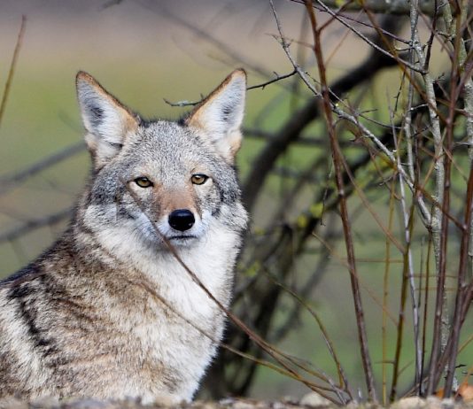 Coyote deja herido a un niño en Texas