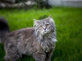 Sabías que los gatos pueden crear más de 100 sonidos - miaminews24