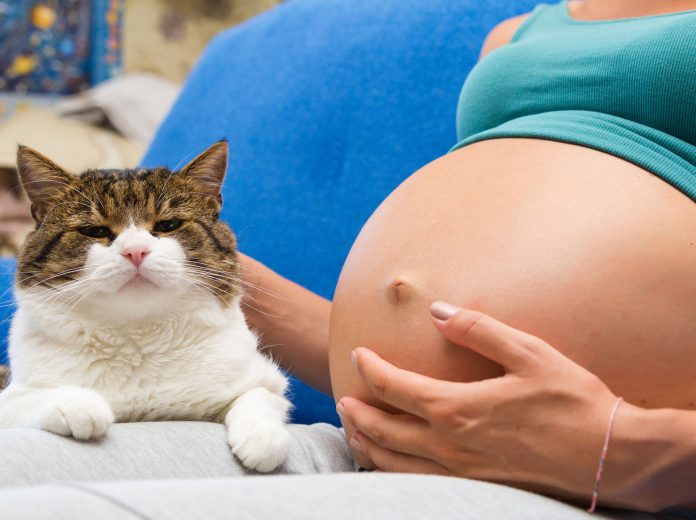 ¿Realmente es malo tener gatos durante un embarazo?