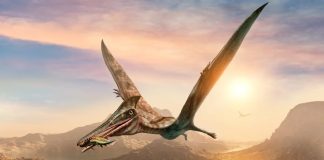 Descubren el dinosaurio volador más grande de Sudamérica