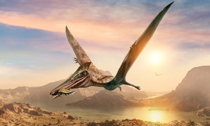 Descubren el dinosaurio volador más grande de Sudamérica