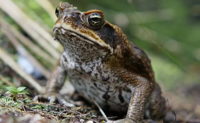 Aparecen sapos tóxicos en el sur de Florida