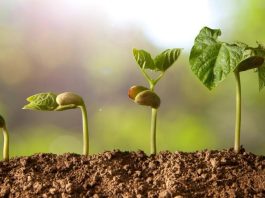 Alguna vez te has preguntado ¿Por qué las plantas son verdes? - Foto: Cortesía