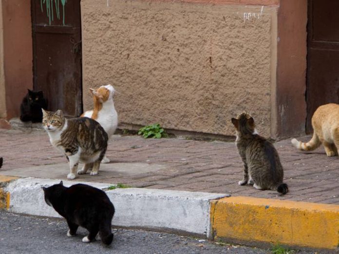 Gatos mutilados en Weston-Foto: Cortesía.