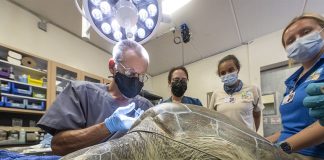 Zoológico Miami herida tortuga
