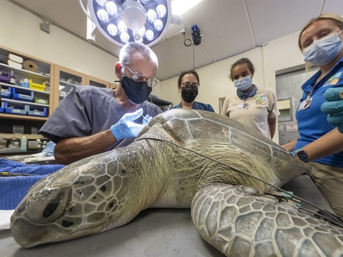 Zoológico Miami herida tortuga