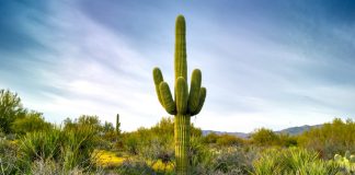 ¡Asombroso descubrimiento! Los cactus pueden servir como antena de wifi-MiamiNews24