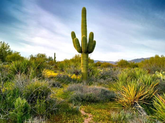 ¡Asombroso descubrimiento! Los cactus pueden servir como antena de wifi-MiamiNews24