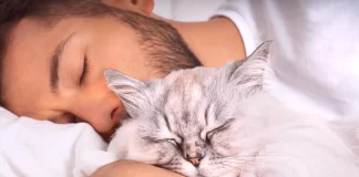 ¿Por qué los gatos duermen con los humanos?-MiamiNews24