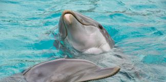 Más de 400 delfines han muerto en el mar Negro por la guerra en Ucrania