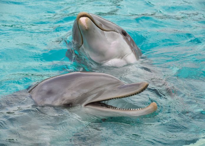Más de 400 delfines han muerto en el mar Negro por la guerra en Ucrania