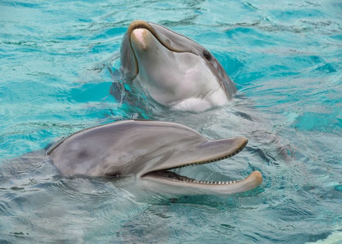 Más de 400 delfines han muerto en el mar Negro por la guerra en Ucrania