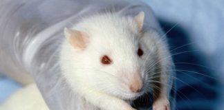Científicos descubren en laboratorio cómo detener el envejecimiento en ratones-MiamiNews24