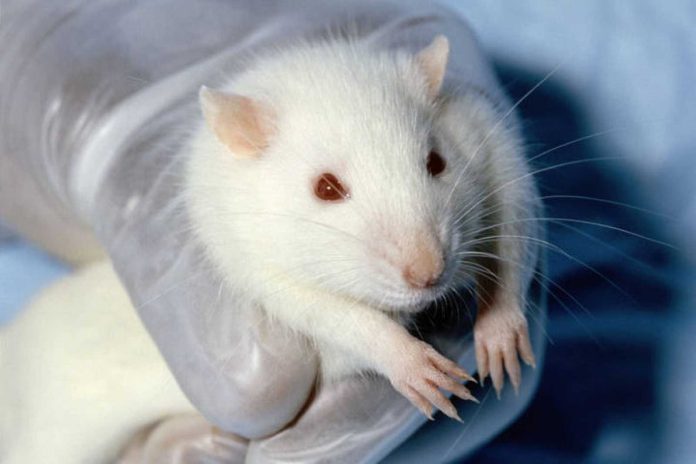 Científicos descubren en laboratorio cómo detener el envejecimiento en ratones-MiamiNews24
