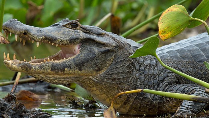 Caimán ataca a hombre en un campamento de Pesca-MiamiNews24