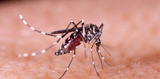 Miami-Dade en alerta por el primer caso de dengue-MiamiNews24