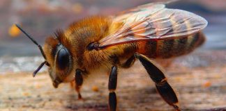 ¿Podrías morir por una abeja? Todo lo que debes saber si sufres una picadura