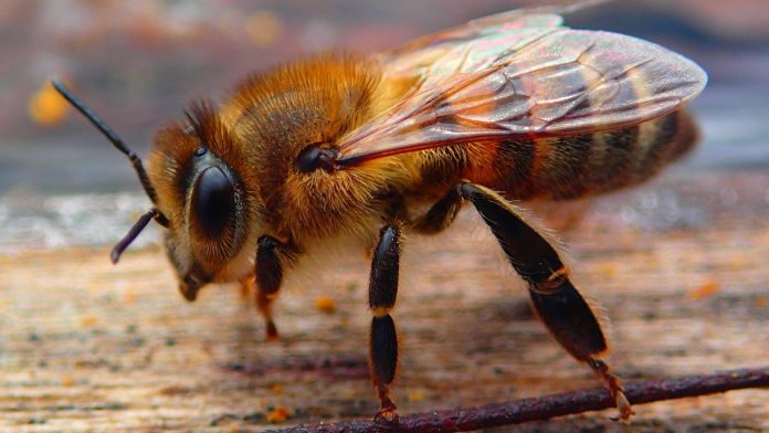 ¿Podrías morir por una abeja? Todo lo que debes saber si sufres una picadura