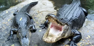 mujer murió caimanes florida