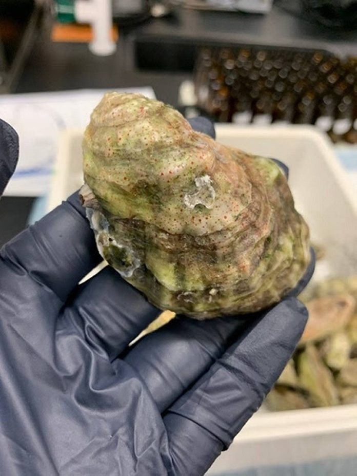 Descubren ostras con químicos tóxicos en zonas de Florida-MiamiNews24