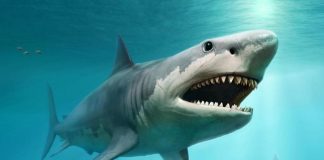 mordido cara tiburón Florida-miaminews24