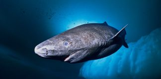 Tiburón ártico mar caribe