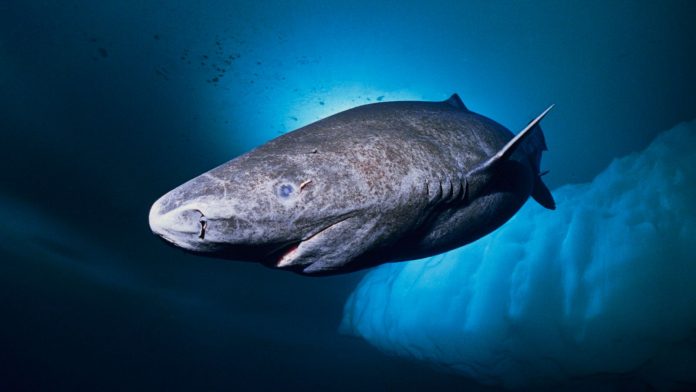 Tiburón ártico mar caribe