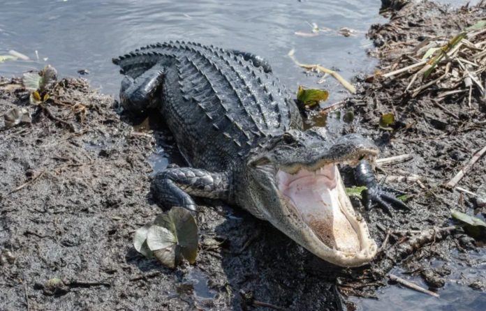 mujer mordida caimán florida-miaminews24