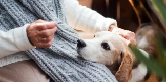 Acariciar a los perros es bueno para el cerebro humano - miaminews24