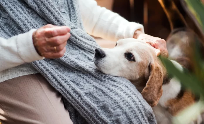 Acariciar a los perros es bueno para el cerebro humano - miaminews24