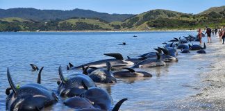 500 ballenas nueva zelanda
