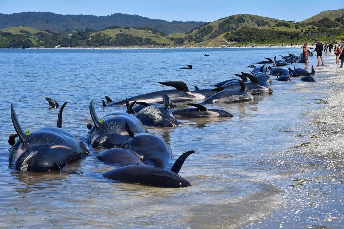 500 ballenas nueva zelanda