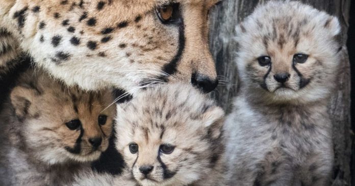 Zoológico de Smithsonian ofrece una visión de los guepardos recién nacidos -miaminews24