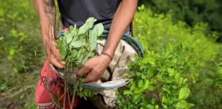 eeuu preocupado coca colombia