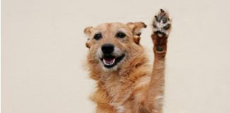 perro entiende lenguaje de señas
