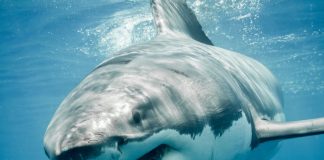 Aumenta la población de tiburones blancos en la costa de California - miaminews24